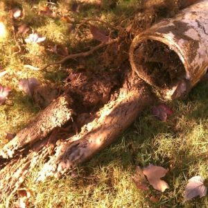 plumbing questions about tree roots